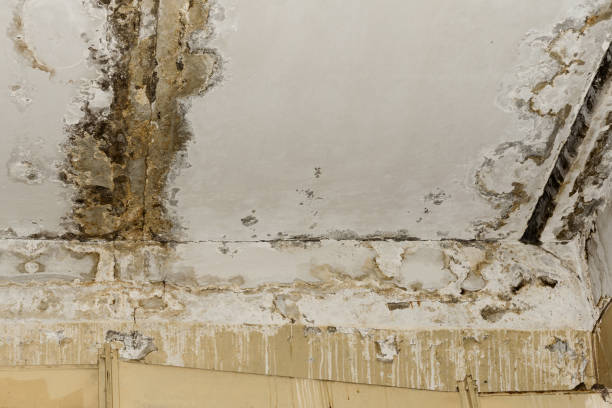 Best Mold Remediation for Healthcare Facilities  in Newport Beach, CA