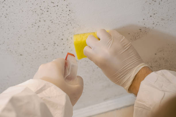 Best Mold Prevention Services  in Newport Beach, CA