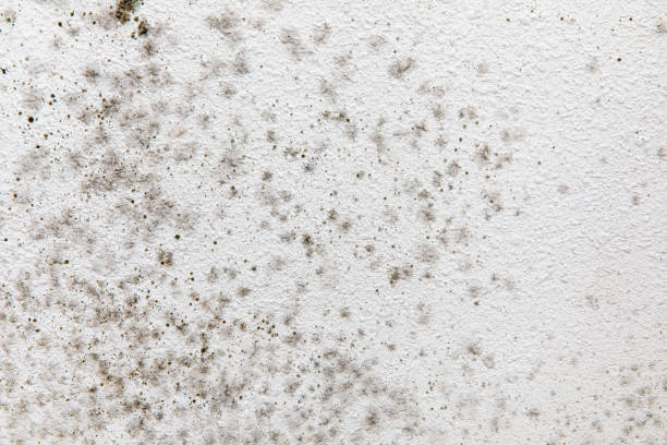 Best Environmental Consulting for Mold Prevention  in Newport Beach, CA