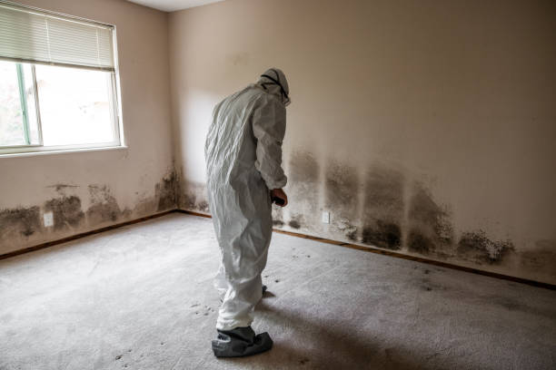 Dehumidification Services in Newport Beach, CA