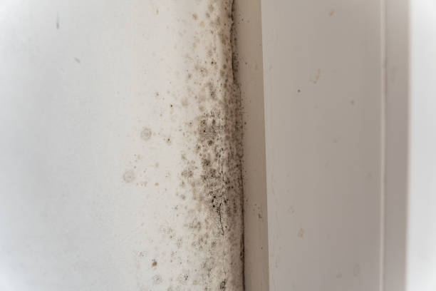 Mold Odor Removal Services in Newport Beach, CA